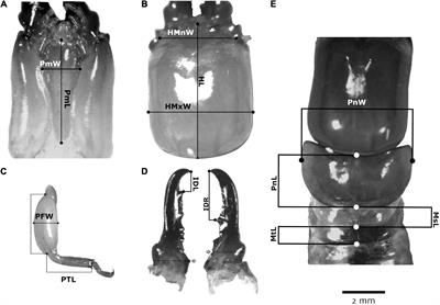 Body Size and Symmetry Properties of Termite Soldiers Under Two Intraspecific Competition Scenarios